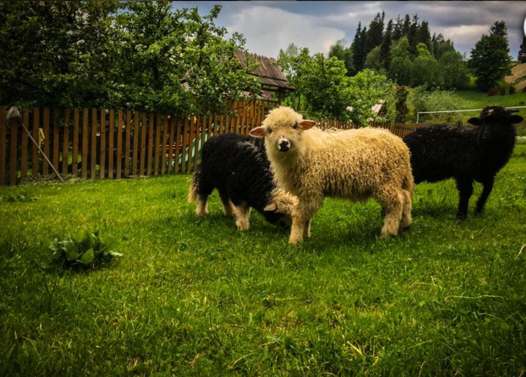 Agrotatry U Stachy Villa Bukowina Tatrzańska Buitenkant foto